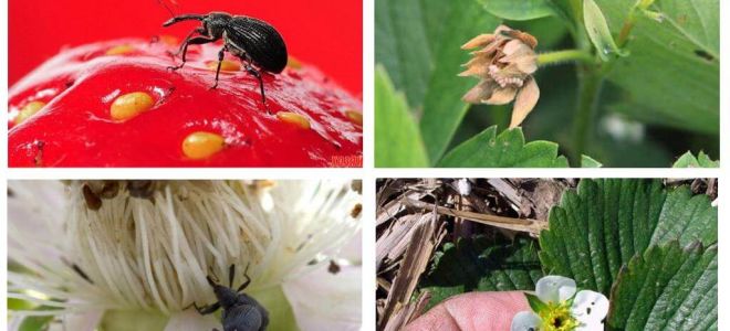 Strawberry weevil