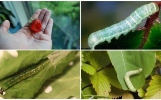 How to get rid of caterpillars on strawberries