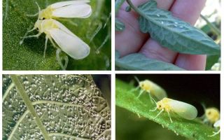 Come affrontare la mosca bianca nella serra