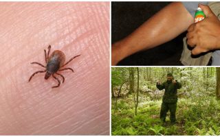 Ticks in Krasnoyarsk 2018