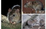 Gray rat