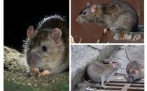 Gray rat