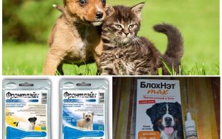 How and how to protect a dog from mosquitoes and blackflies