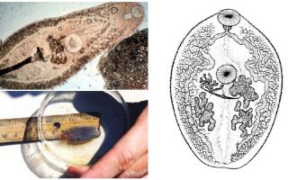 وصف trematodes