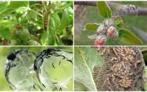 How to get rid of caterpillars on an apple tree