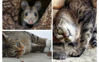 Do cats and cats eat mice?