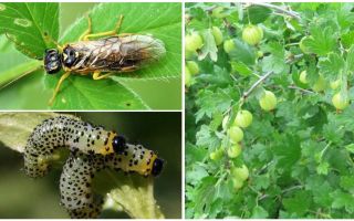 Wie man Stachelbeeren aus Raupen verarbeitet