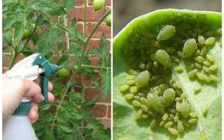 Garlic vs aphid