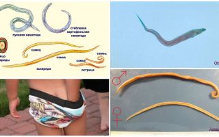 Unterschiede Ascaris von Pinworms und anderen Würmern