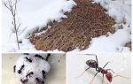 What do ants do in winter