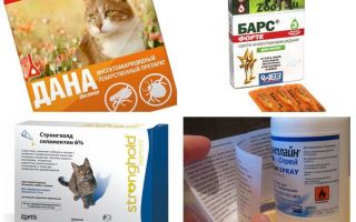 The best flea remedies for cats