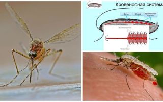 Interesting facts about the structure of mosquitoes