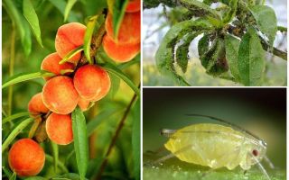 How to deal with aphids on peach folk and shopping means