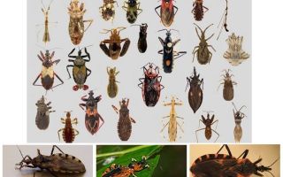 Bedbugs vectors of any diseases