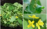 Celandine vs Blattlaus