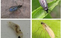 How to get rid of black flies in indoor plants and flower pots