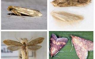 What helps from the moth and its larvae