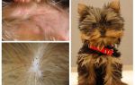 วิธีการถอดหมัดออกจาก Yorkshire Terrier