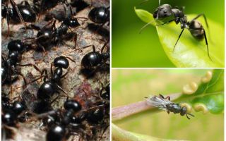 Types of ants in Russia and the world