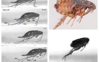 How a flea jumps