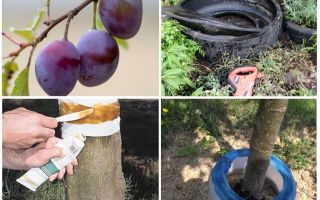 How to deal with ants on the plum