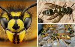 Can wasps see, sleep or fly at night