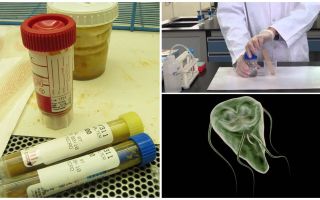 How to properly pass feces on Giardia, methods of analysis