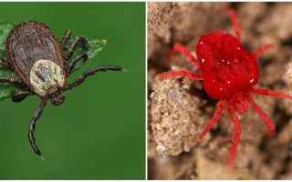 The largest mite in the world