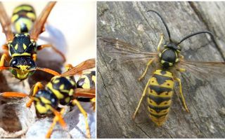 ที่ไหนและอย่างไร wasps ฤดูหนาว