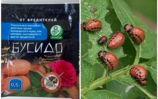 Remedy for Bushido Colorado potato beetle: instructions for use, effectiveness, reviews