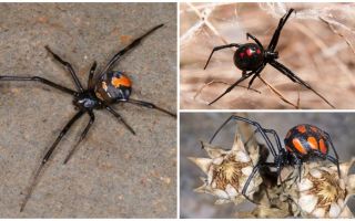 Wie macht die Spinne Karakurt?