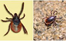 What is encephalitis tick, its photo and description