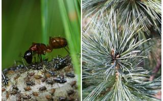 Aphids on the Christmas tree and how to deal with it