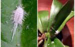 Jak se vypořádat s mealybug na orchidejích