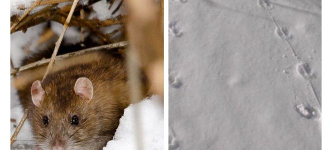 Wie sehen Rattenspuren im Schnee aus?