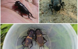 Description and photo of field cricket