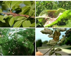 Come sbarazzarsi degli afidi negli alberi