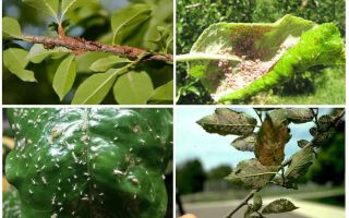 Come sbarazzarsi degli afidi negli alberi