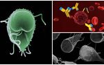 Anticorpi anti lamblia, indicatori di decodifica