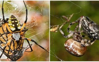 Weaver Spiders