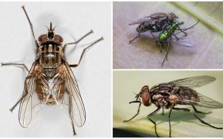 Description and photo of the fly fly zhigalki