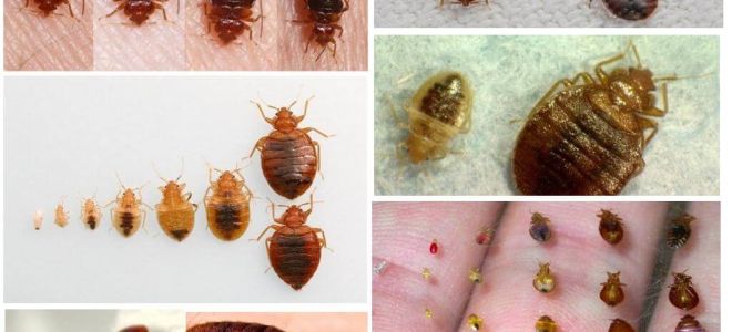 Protection from bedbugs at home