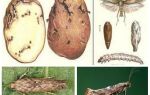 Potato moth - storage control measures