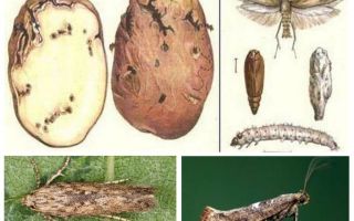 Potato moth - storage control measures