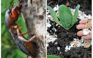 Eggshell vs Medvedka