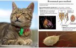 Симптоми и лечение на Giardia при котки