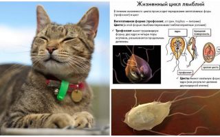 Symptome und Behandlung von Giardia bei Katzen