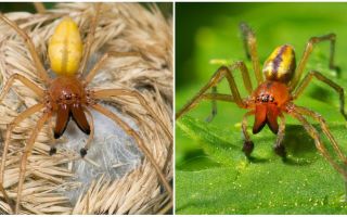 Beschreibung und Foto der Spinne Sak (Heiracantium)