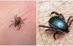 Where do ticks come from