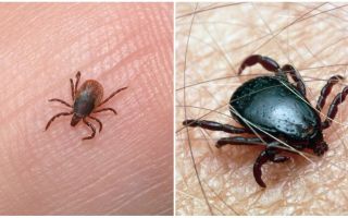 Where do ticks come from